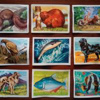 223 figurine "Animali del mondo" del 1969