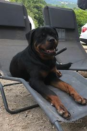 Rottweiler