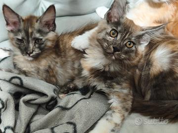 Due cucciole di Maine Coon Blue tortie 