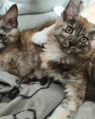 Due cucciole di Maine Coon Blue tortie 