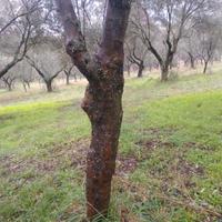 Piante di ulivo