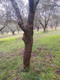 Piante di ulivo