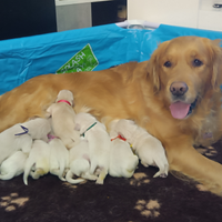 Cuccioli Golden Retriever