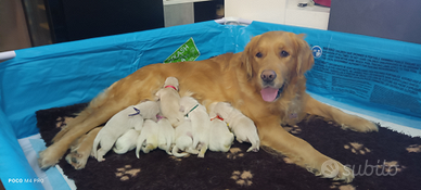 Cuccioli Golden Retriever