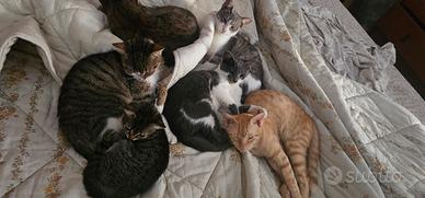 gattini