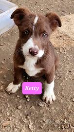 Maschi e femmine cuccioli taglia media