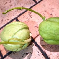Zucca Chayote liscia già germogliata