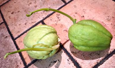 Zucca Chayote liscia già germogliata