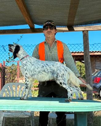 Setter inglese