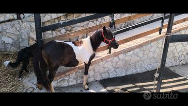 pony maschio e femmine