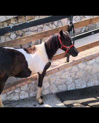 pony maschio e femmine