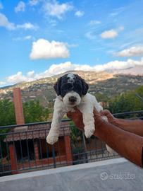 Lagotto romagnolo