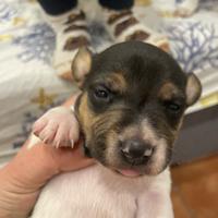 Cuccioli jack russell