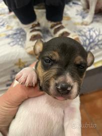 Cuccioli jack russell