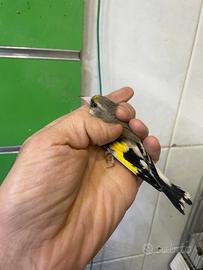 Cardellino Himalaya 2025