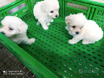 Stupendi cuccioli di maltese miny toy