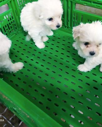 Stupendi cuccioli di maltese miny toy