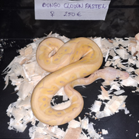 Pitone reale vari morph