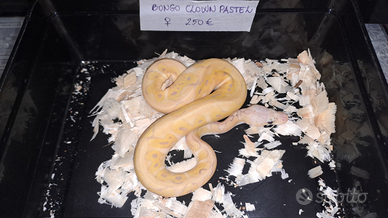 Pitone reale vari morph