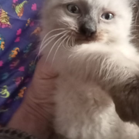 Ragdoll cuccioli 3 mesi