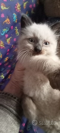 Ragdoll cuccioli 3 mesi