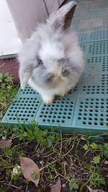 Conigli ariete fuzzy lop cuccioli