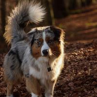 Pastore australiano disponibile per monta