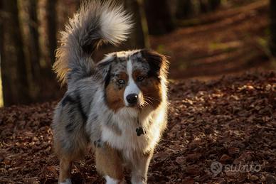 Pastore australiano disponibile per monta