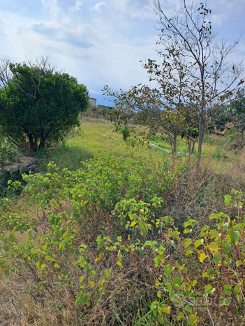 Terreno Agricolo 750M