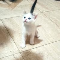 Micini meravigliosi e dolcissimi