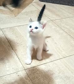 Micini meravigliosi e dolcissimi