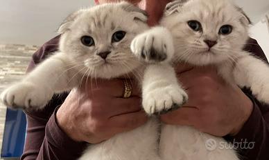 Scottish Fold
