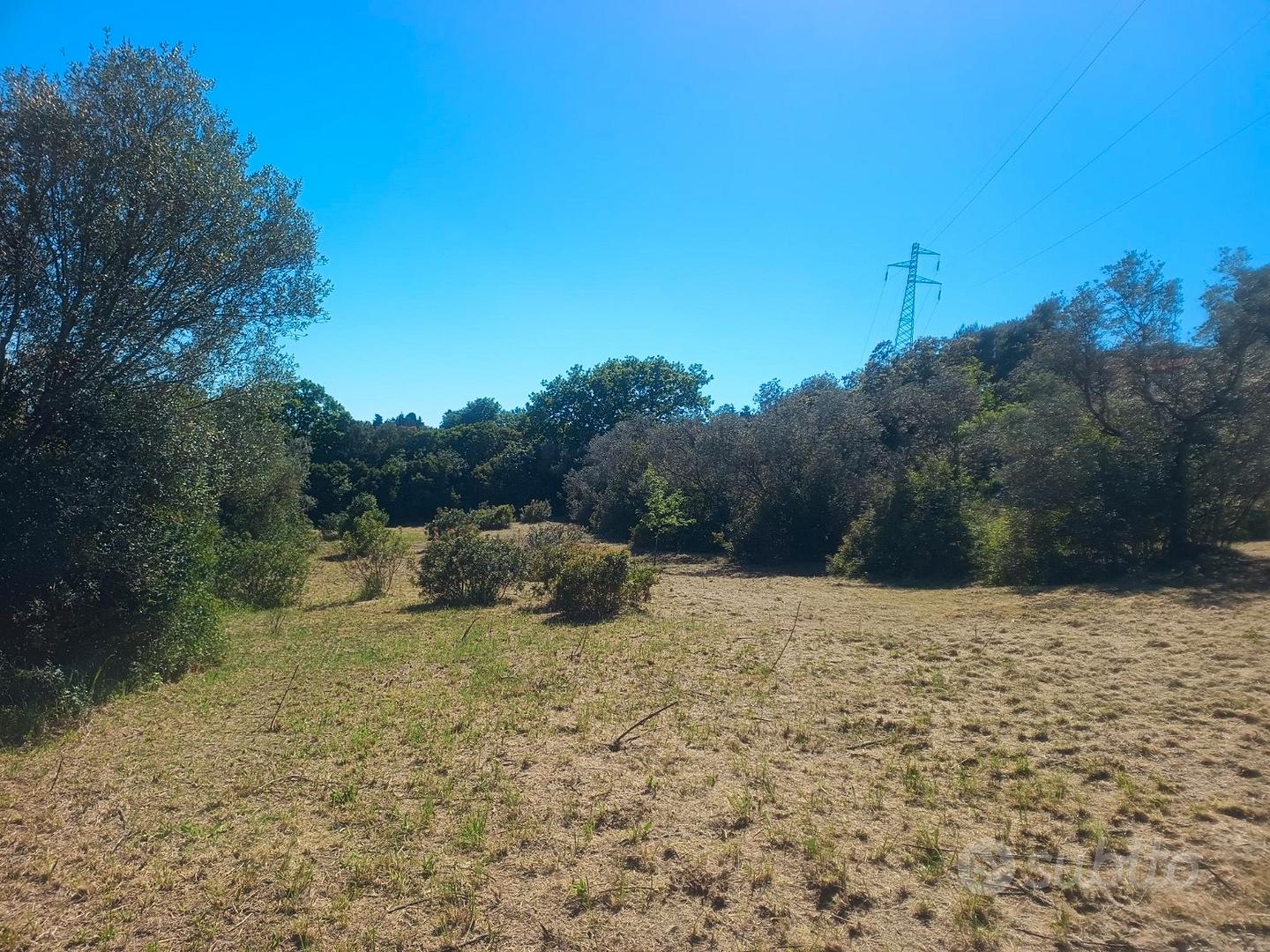 Terreno agricolo con ulivi - Altro