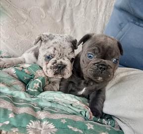 Bulldog francese