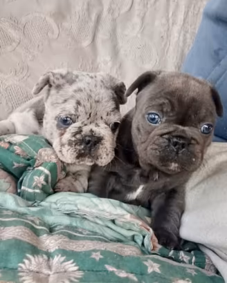 Bulldog francese