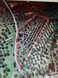 Terreno agricolo a Città S. Angelo - Pescara