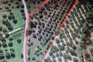 Terreno agricolo a Città S. Angelo - Pescara