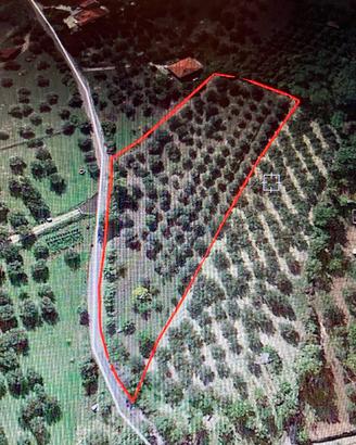 Terreno agricolo a Città S. Angelo - Pescara