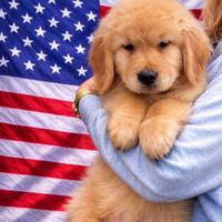 Cuccioli golden retriever 100% americani