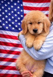Cuccioli golden retriever 100% americani