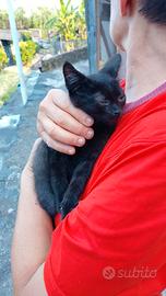 Adozione 2 gattini maschi