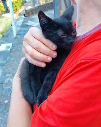 Adozione 2 gattini maschi