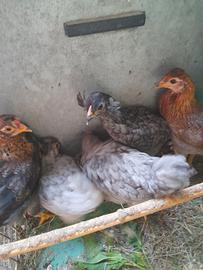 Pollastri e pulcini