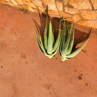 Aloe vera piante varie misure