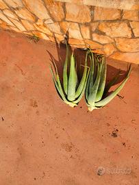 Aloe vera piante varie misure