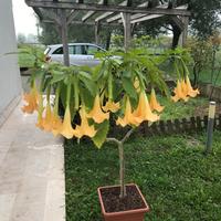 Piante brugmansia