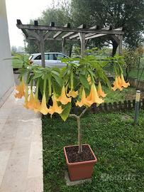 Piante brugmansia