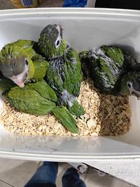 Animali