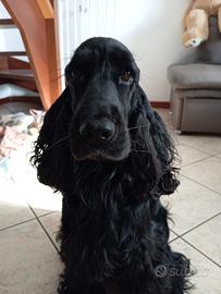 Cocker spaniel