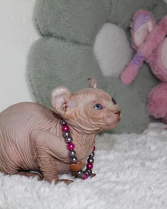 Cuccioli di Sphynx